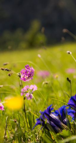 Hotel-Pension Wildschütz